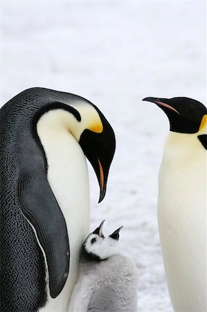Emperor penguins (Aptenodytes forsteri) on the ice in the Weddell Sea, Antarctica Stock Photo - Budget Royalty-Free & Subscription, Code: 400-04629898