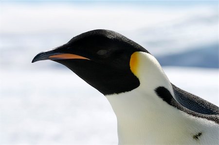 simsearch:400-09170620,k - Close-up of an emperor penguin (Aptenodytes forsteri) on the ice in the Weddell Sea, Antarctica Foto de stock - Royalty-Free Super Valor e Assinatura, Número: 400-04629893