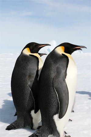 Emperor penguins (Aptenodytes forsteri) on the ice in the Weddell Sea, Antarctica Stock Photo - Budget Royalty-Free & Subscription, Code: 400-04629904