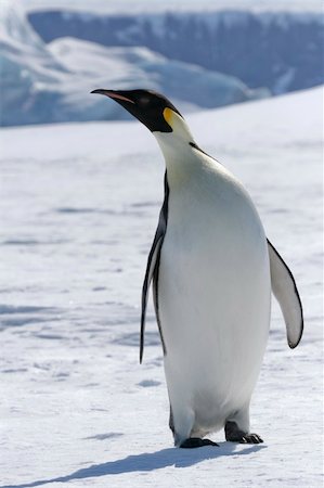 simsearch:400-09170620,k - Emperor penguin (Aptenodytes forsteri) standing on the ice in the Weddell Sea, Antarctica Foto de stock - Royalty-Free Super Valor e Assinatura, Número: 400-04629907