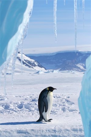 simsearch:400-05159933,k - Emperor penguin (Aptenodytes forsteri) standing on the ice in the Weddell Sea, Antarctica Stock Photo - Budget Royalty-Free & Subscription, Code: 400-04629909