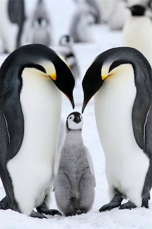 Emperor penguins (Aptenodytes forsteri) on the ice in the Weddell Sea, Antarctica Stock Photo - Budget Royalty-Free & Subscription, Code: 400-04629901