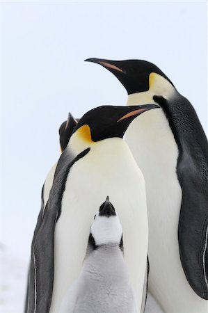 simsearch:400-09170620,k - Emperor penguins (Aptenodytes forsteri) on the ice in the Weddell Sea, Antarctica Foto de stock - Royalty-Free Super Valor e Assinatura, Número: 400-04629903