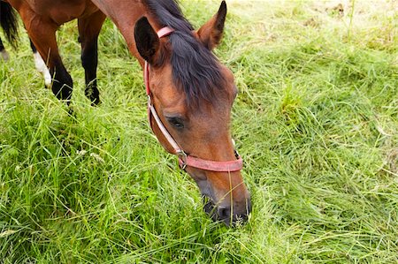 simsearch:6113-08655500,k - a brown horse is eating green grass Photographie de stock - Aubaine LD & Abonnement, Code: 400-04629979
