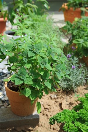 simsearch:400-07578178,k - Collection of different herbs in small garden Stock Photo - Budget Royalty-Free & Subscription, Code: 400-04620129
