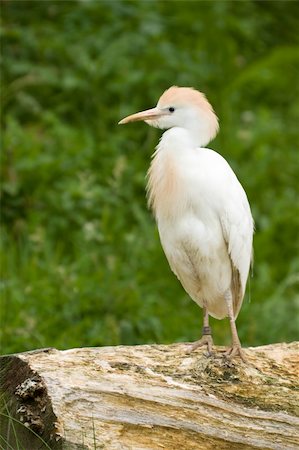 Cattle egret standing on a tree trunk Stockbilder - Microstock & Abonnement, Bildnummer: 400-04620227