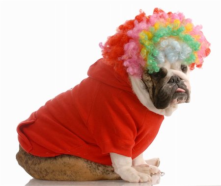 fat dog - english bulldog dressed up as a clown Stock Photo - Budget Royalty-Free & Subscription, Code: 400-04620231