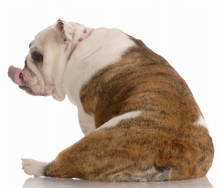 fat dog - english bulldog licking lips sitting from the rear end view Stock Photo - Budget Royalty-Free & Subscription, Code: 400-04620378