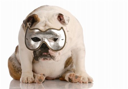 simsearch:400-07820675,k - depressed english bulldog hiding behind a mask on white background Foto de stock - Super Valor sin royalties y Suscripción, Código: 400-04620379