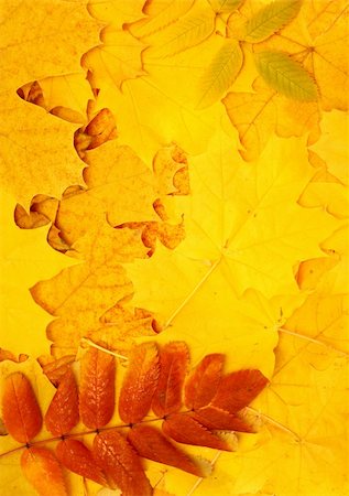 simsearch:400-04609388,k - Decorative texture from bright autumn leaves Stock Photo - Budget Royalty-Free & Subscription, Code: 400-04620744