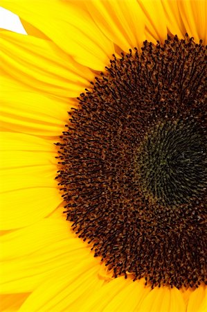 simsearch:400-04067084,k - sunflower isolated on white background Stock Photo - Budget Royalty-Free & Subscription, Code: 400-04620879