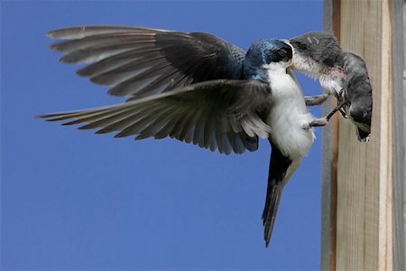 Tree Swallow (tachycineta bicolor) feeding hungry baby Stock Photo - Budget Royalty-Free & Subscription, Code: 400-04621164