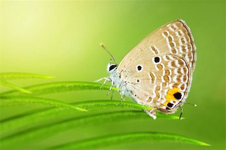 simsearch:400-06560180,k - Caerulean Butterfly (Jamides celeno) perching on a leaf. Stock Photo - Budget Royalty-Free & Subscription, Code: 400-04621245