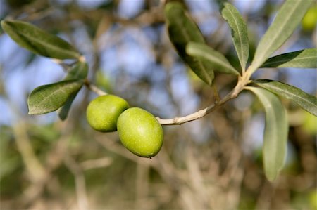 simsearch:400-06384379,k - Olive field trees, branch details with olives growing Stock Photo - Budget Royalty-Free & Subscription, Code: 400-04621246