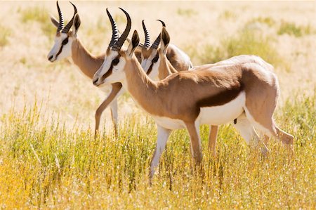 springbok - Three young Springbok in the Kalahari desert Photographie de stock - Aubaine LD & Abonnement, Code: 400-04621325