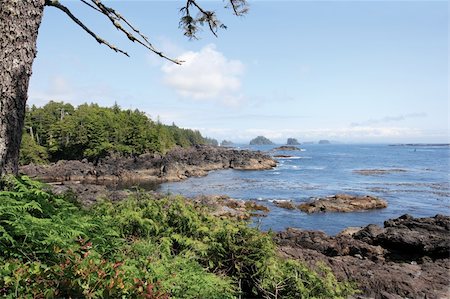 The Wild Pacific Trail located in the District of Ucluelet with the rugged cliffs and shoreline of the westcoast of Vancouver Island, Canada. Stock Photo - Budget Royalty-Free & Subscription, Code: 400-04621377