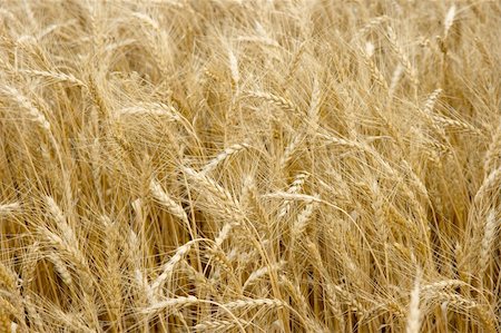 simsearch:400-04698173,k - Golden wheat field in the summer Photographie de stock - Aubaine LD & Abonnement, Code: 400-04621396