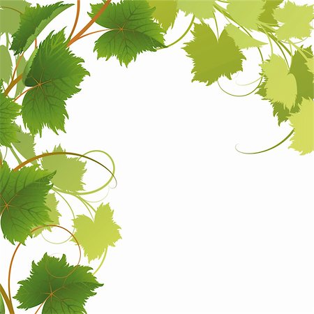 Vine on a white background Clipping Mask Stock Photo - Budget Royalty-Free & Subscription, Code: 400-04621556