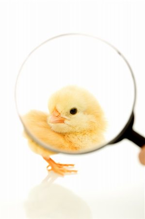 simsearch:400-04621574,k - Fluffy yellow chicken seen through a magnifier - isolated Stock Photo - Budget Royalty-Free & Subscription, Code: 400-04621574
