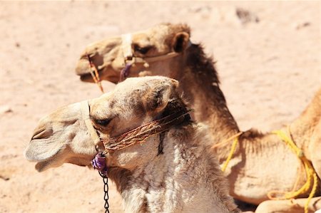 Two camels in desert of Egypt Stock Photo - Budget Royalty-Free & Subscription, Code: 400-04621685