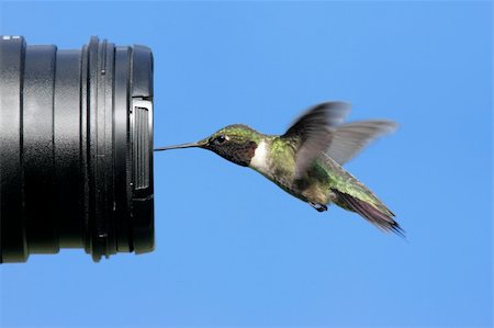 simsearch:400-04568242,k - Male Ruby-throated Hummingbird (archilochus colubris) looking at a camera with blue background Foto de stock - Super Valor sin royalties y Suscripción, Código: 400-04621793