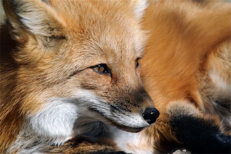 simsearch:400-04516399,k - Close-up portrait of a beautiful wild Red Fox Foto de stock - Royalty-Free Super Valor e Assinatura, Número: 400-04622228