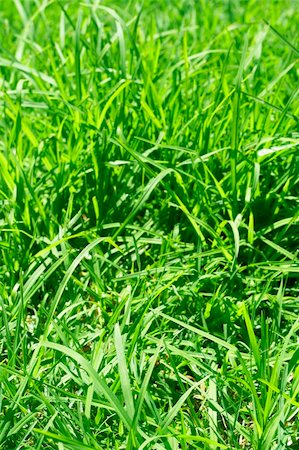 Green grass close-up. Can be used as background Stock Photo - Budget Royalty-Free & Subscription, Code: 400-04622373