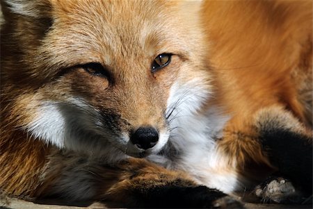 simsearch:400-04516399,k - Close-up portrait of a beautiful wild Red Fox Foto de stock - Royalty-Free Super Valor e Assinatura, Número: 400-04622380