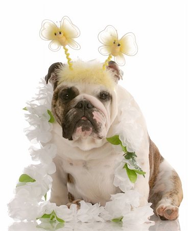 english bulldog wearing fun comical costume Stock Photo - Budget Royalty-Free & Subscription, Code: 400-04622578