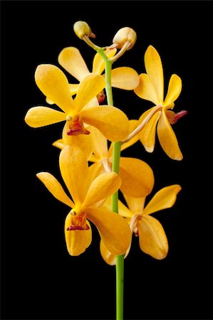 simsearch:700-00955111,k - Close up yellow orchid isolated on black. Foto de stock - Super Valor sin royalties y Suscripción, Código: 400-04622836