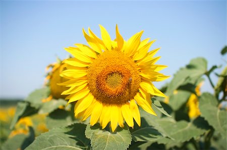 Sunflower flower blooming in the field with a single bee collecting it's nectar. Fotografie stock - Microstock e Abbonamento, Codice: 400-04623002