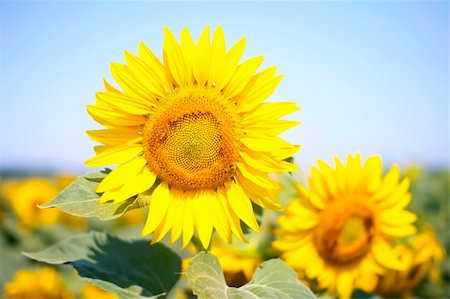 Sunflowers blooming in the field. Bright yellow petals against the blue sky. Fotografie stock - Microstock e Abbonamento, Codice: 400-04623003