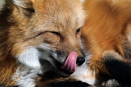 simsearch:400-04516399,k - Close-up portrait of a beautiful wild Red Fox Foto de stock - Royalty-Free Super Valor e Assinatura, Número: 400-04623199