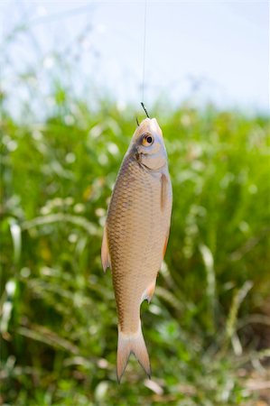 Live fish caught on a fishing hook against the background of a lake and green vegetation. Fotografie stock - Microstock e Abbonamento, Codice: 400-04623205