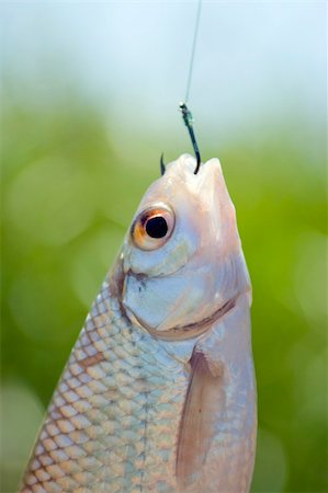 Head of a live fish caught on a fishing hook against the background of a lake and green vegetation. Fotografie stock - Microstock e Abbonamento, Codice: 400-04623206