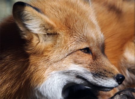 simsearch:400-04516399,k - Close-up portrait of a beautiful wild Red Fox Foto de stock - Royalty-Free Super Valor e Assinatura, Número: 400-04623200