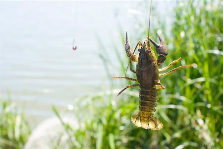 Live crayfish caught on a fisherman's hook against the background of a lake and green vegetation. Fotografie stock - Microstock e Abbonamento, Codice: 400-04623203