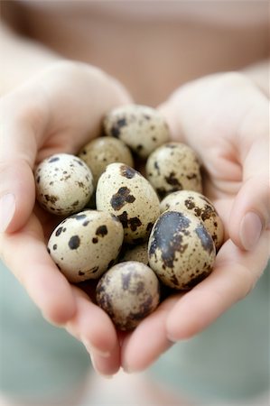 Woman hands holding fragile quail eggs, newborn care metaphor Foto de stock - Royalty-Free Super Valor e Assinatura, Número: 400-04623418