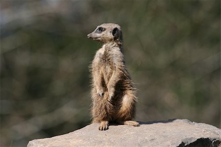 simsearch:400-04879400,k - Meerkat Stock Photo - Budget Royalty-Free & Subscription, Code: 400-04623567