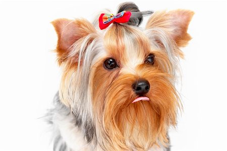 simsearch:400-04307087,k - Yorkshire Terrier portrait isolated on white background Foto de stock - Royalty-Free Super Valor e Assinatura, Número: 400-04623709