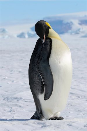 simsearch:400-05159933,k - Emperor penguin (Aptenodytes forsteri) standing on the ice in the Weddell Sea, Antarctica Stock Photo - Budget Royalty-Free & Subscription, Code: 400-04634005