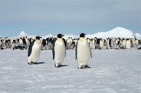 simsearch:400-05159933,k - Emperor penguins (Aptenodytes forsteri) walking on the ice in the Weddell Sea, Antarctica Stock Photo - Budget Royalty-Free & Subscription, Code: 400-04634006