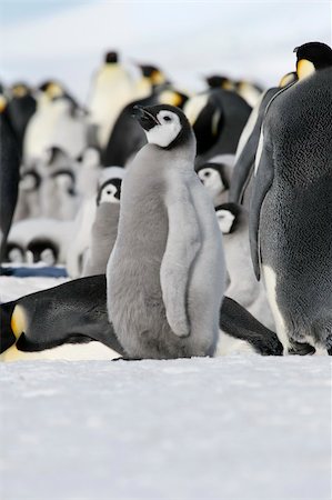Emperor penguin chick (Aptenodytes forsteri) on the ice in the Weddell Sea, Antarctica Stock Photo - Budget Royalty-Free & Subscription, Code: 400-04634007