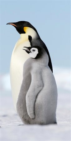 simsearch:400-05159933,k - Emperor penguins (Aptenodytes forsteri) on the ice in the Weddell Sea, Antarctica Stock Photo - Budget Royalty-Free & Subscription, Code: 400-04634008