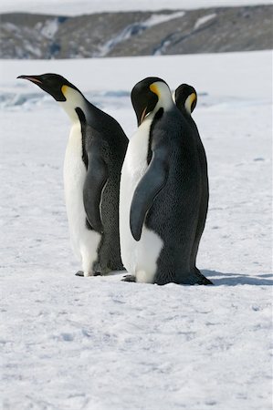 Emperor penguins (Aptenodytes forsteri) on the ice in the Weddell Sea, Antarctica Stock Photo - Budget Royalty-Free & Subscription, Code: 400-04634009