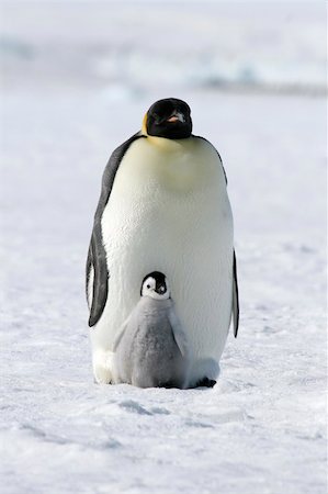 Emperor penguins (Aptenodytes forsteri) on the ice in the Weddell Sea, Antarctica Stock Photo - Budget Royalty-Free & Subscription, Code: 400-04634001