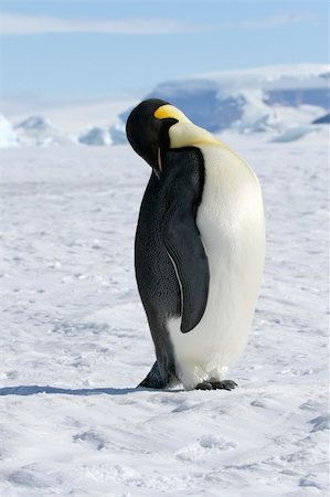simsearch:400-09170620,k - Emperor penguin (Aptenodytes forsteri) standing on the ice in the Weddell Sea, Antarctica Foto de stock - Royalty-Free Super Valor e Assinatura, Número: 400-04634002