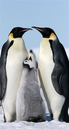 Emperor penguins (Aptenodytes forsteri) on the ice in the Weddell Sea, Antarctica Stock Photo - Budget Royalty-Free & Subscription, Code: 400-04634010