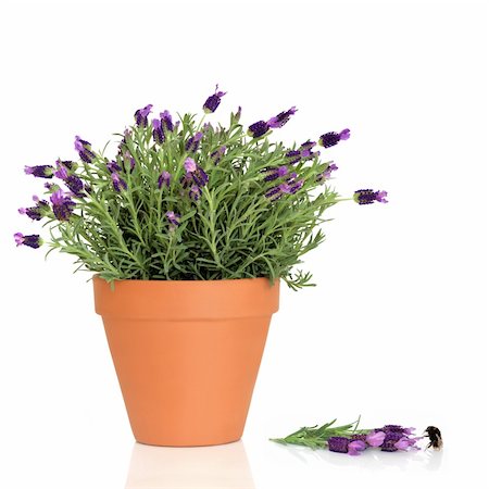 simsearch:400-07175956,k - Lavender herb plant in flower growing in a terracotta pot with flowers and a bumblebee over white background. Stock Photo - Budget Royalty-Free & Subscription, Code: 400-04634176