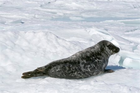 Grey seal (Halichoerus grypus) in the Canadian arctic Fotografie stock - Microstock e Abbonamento, Codice: 400-04634486